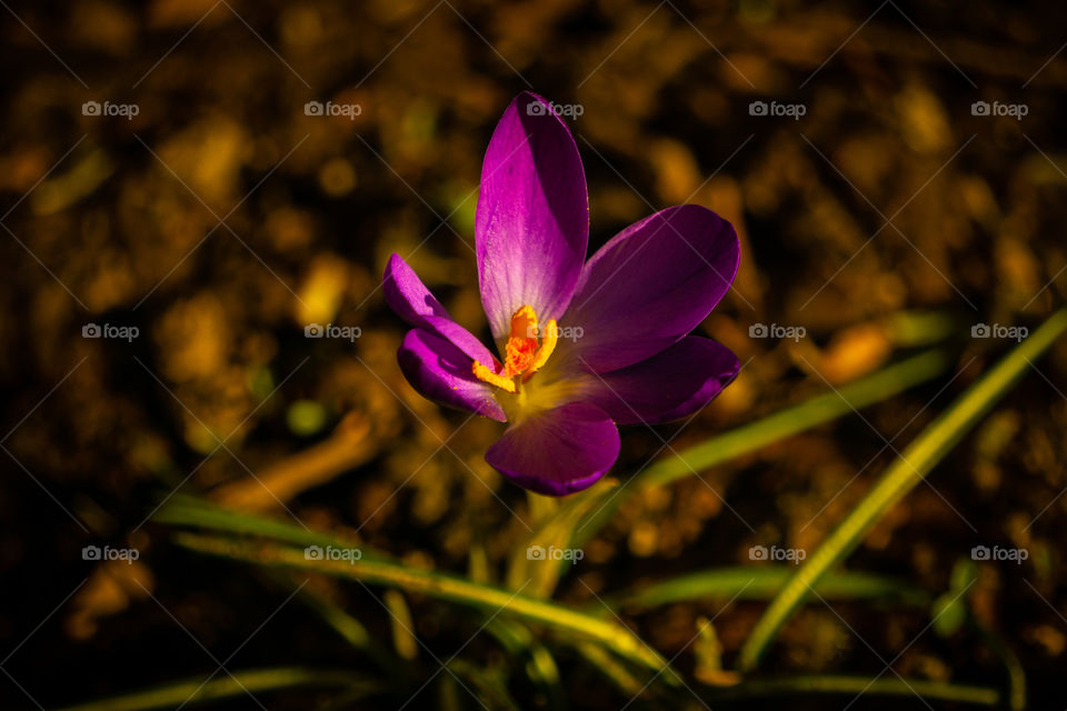 A classic first sign of spring in the Pacific Northwest...the crocus. 