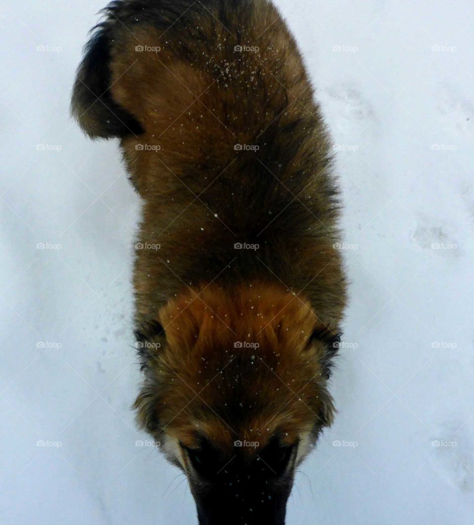 Flufball in the snow