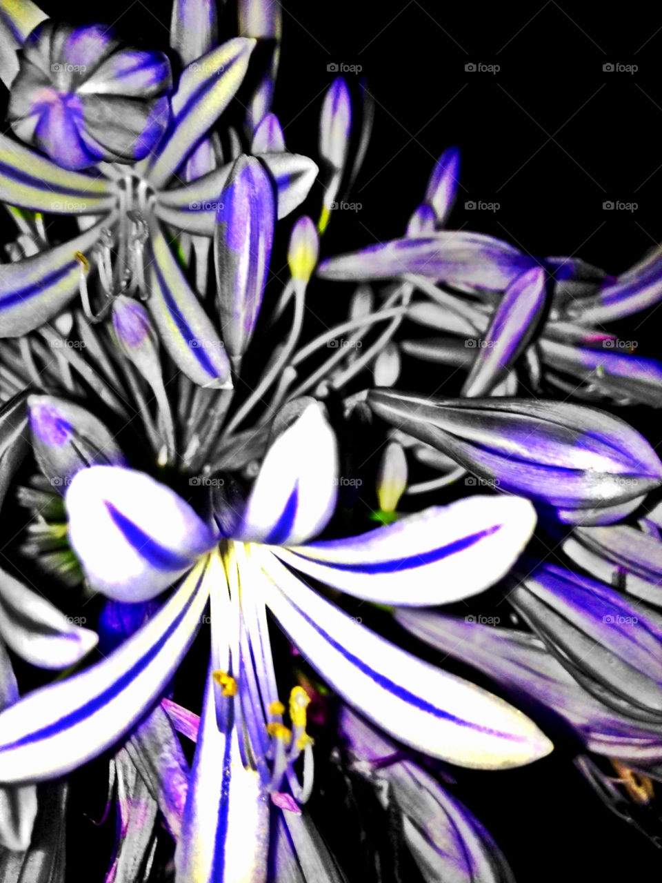 agapanthus flower closeup purple by gdyiudt