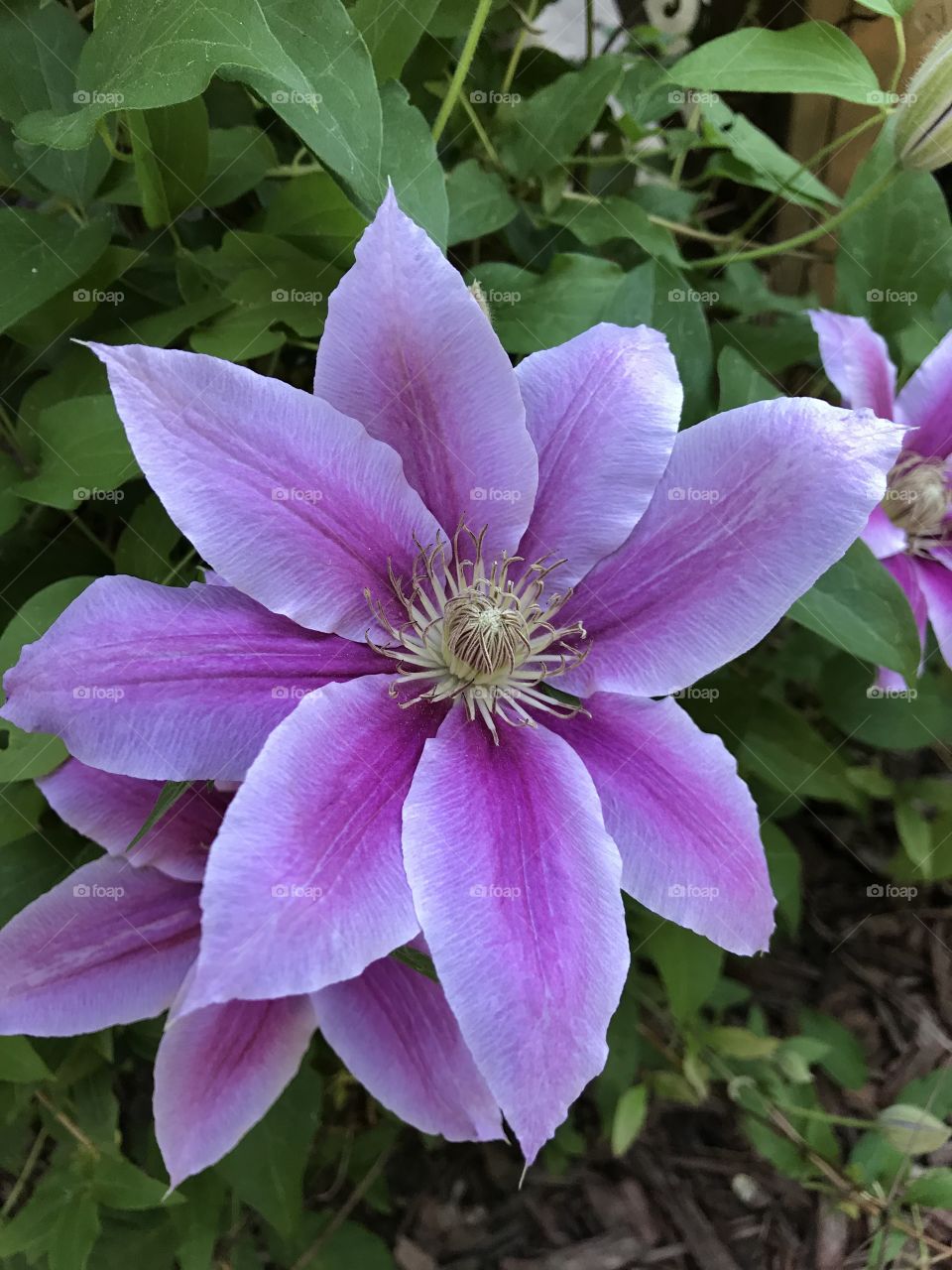 Pretty flowers in the garden 