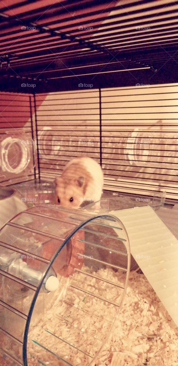 Jeemi the Hamster 🐹
