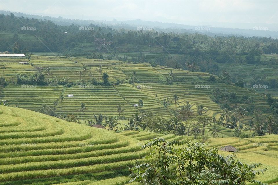 Rice fields