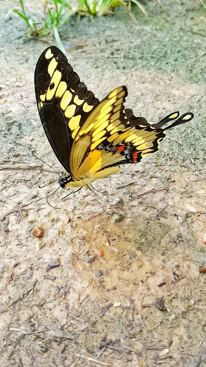 yellow and black butterfly on ground drinking water