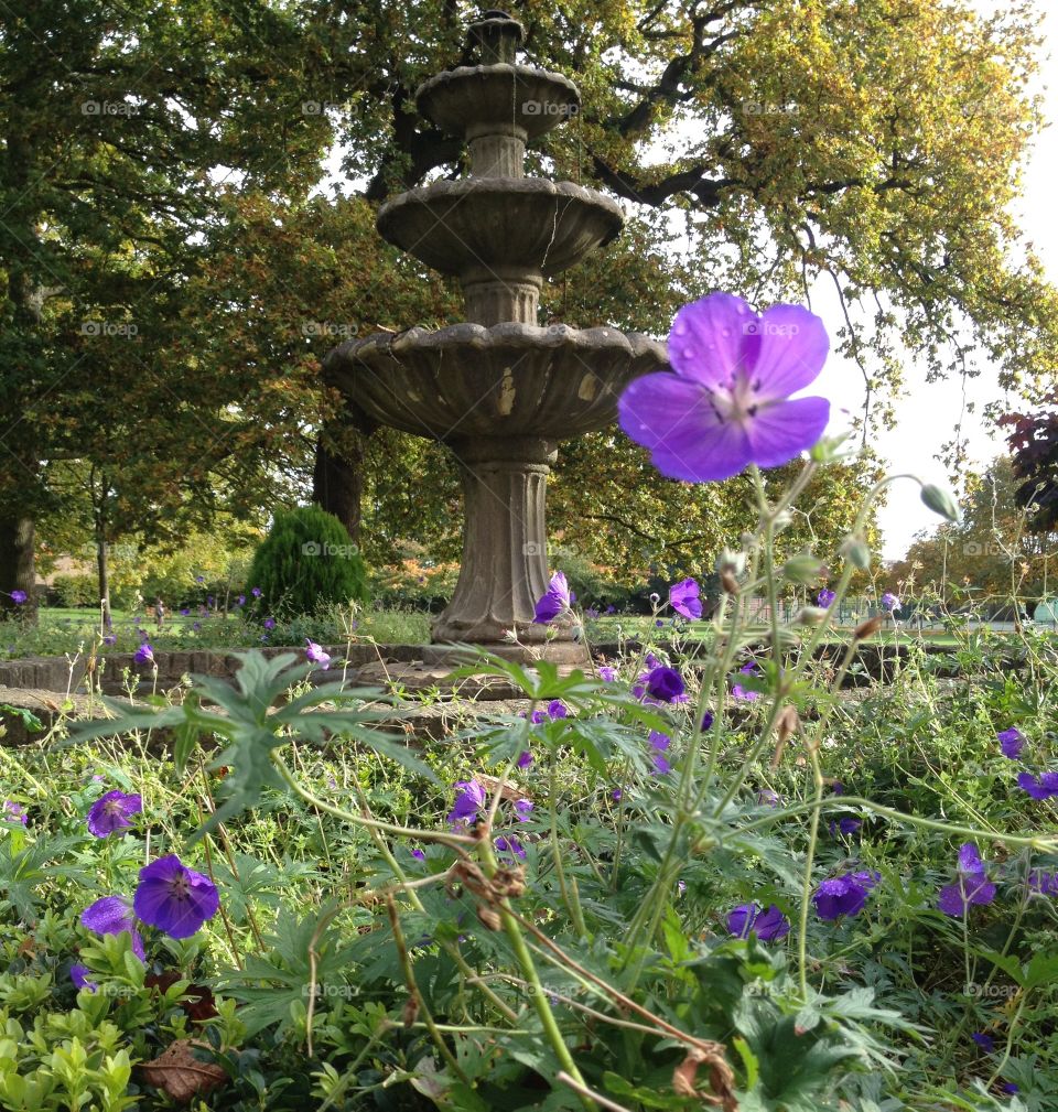 Flower In Fall