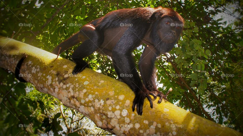 monkey macaco