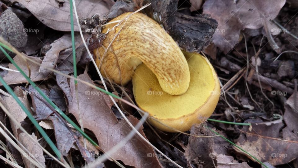 yellow mushroom