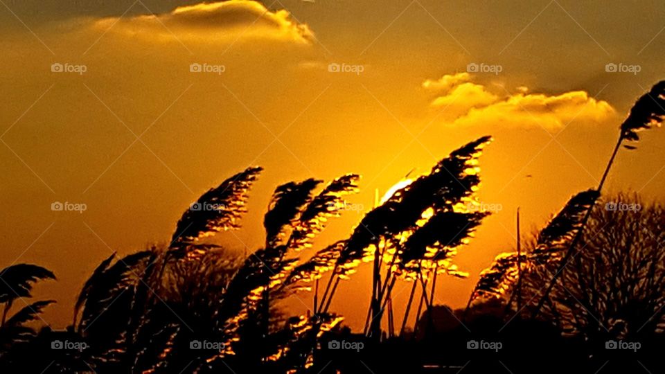 Sunset on The Marsh