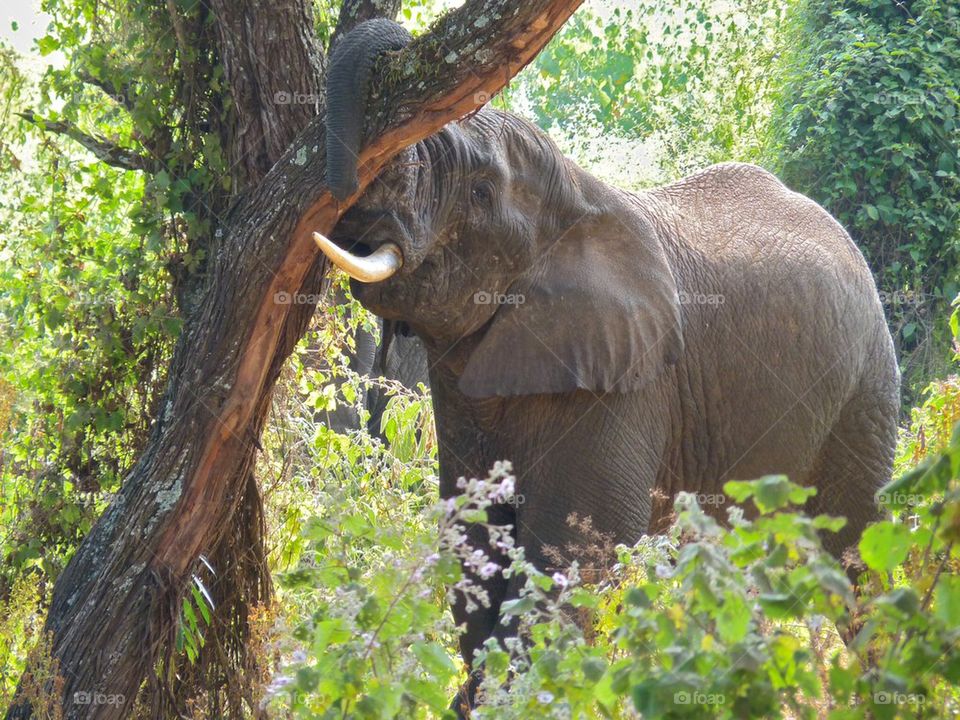 Elephant vs Tree