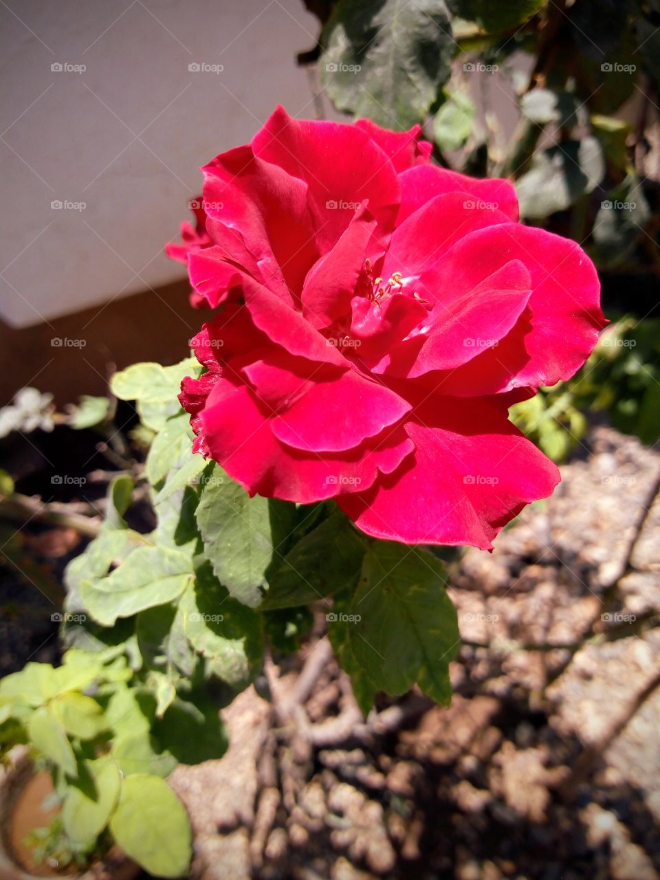 Red Rose.