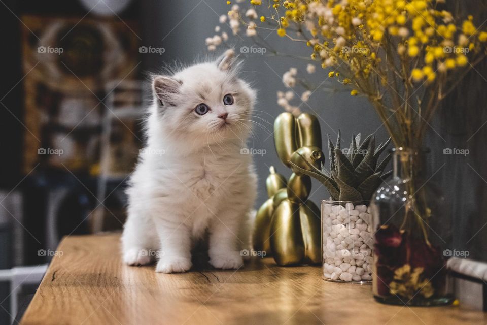 Beautiful and cute cat