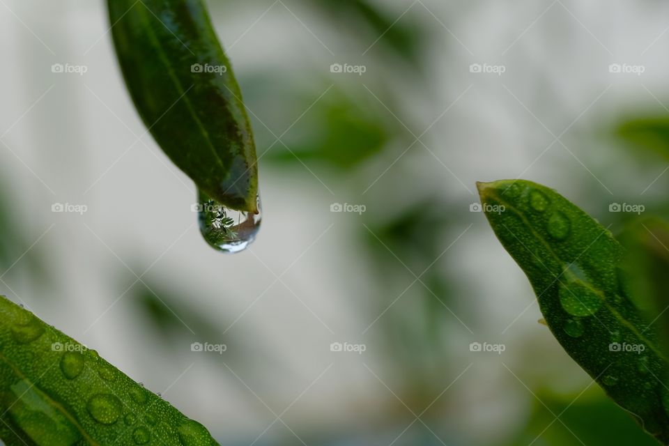 Rainwater Reflections