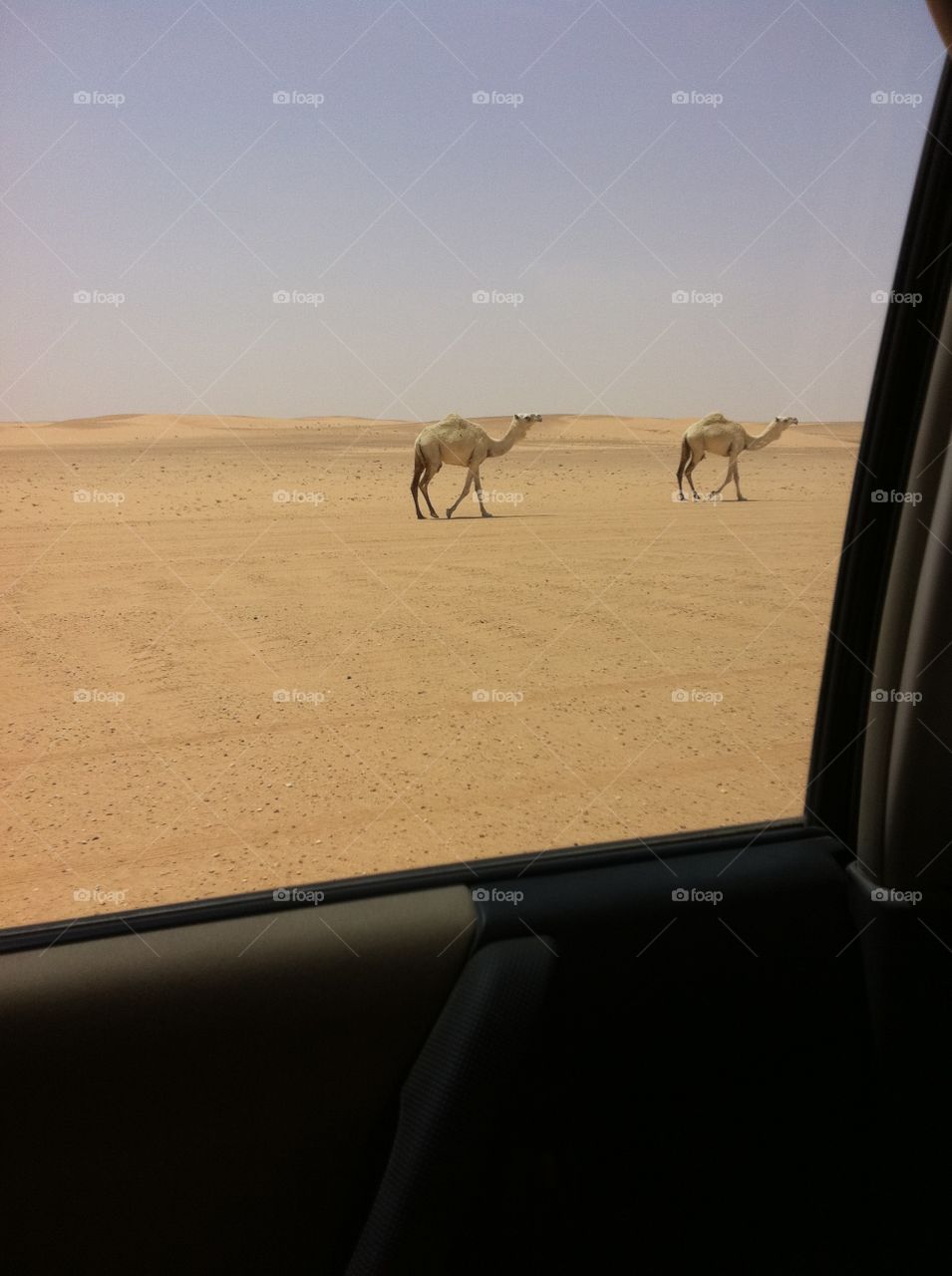 Camels seen through car window