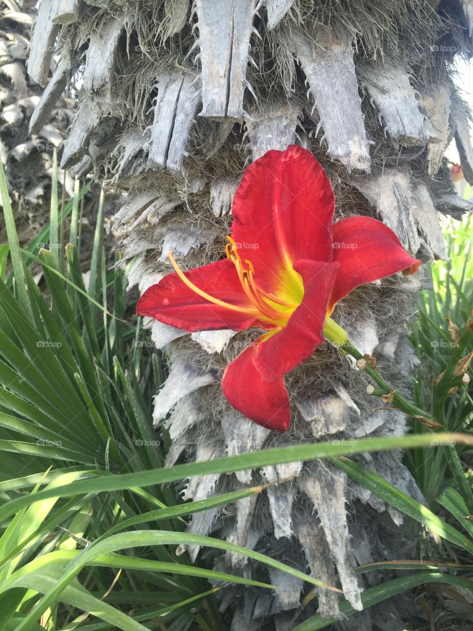 Flower by Palm tree