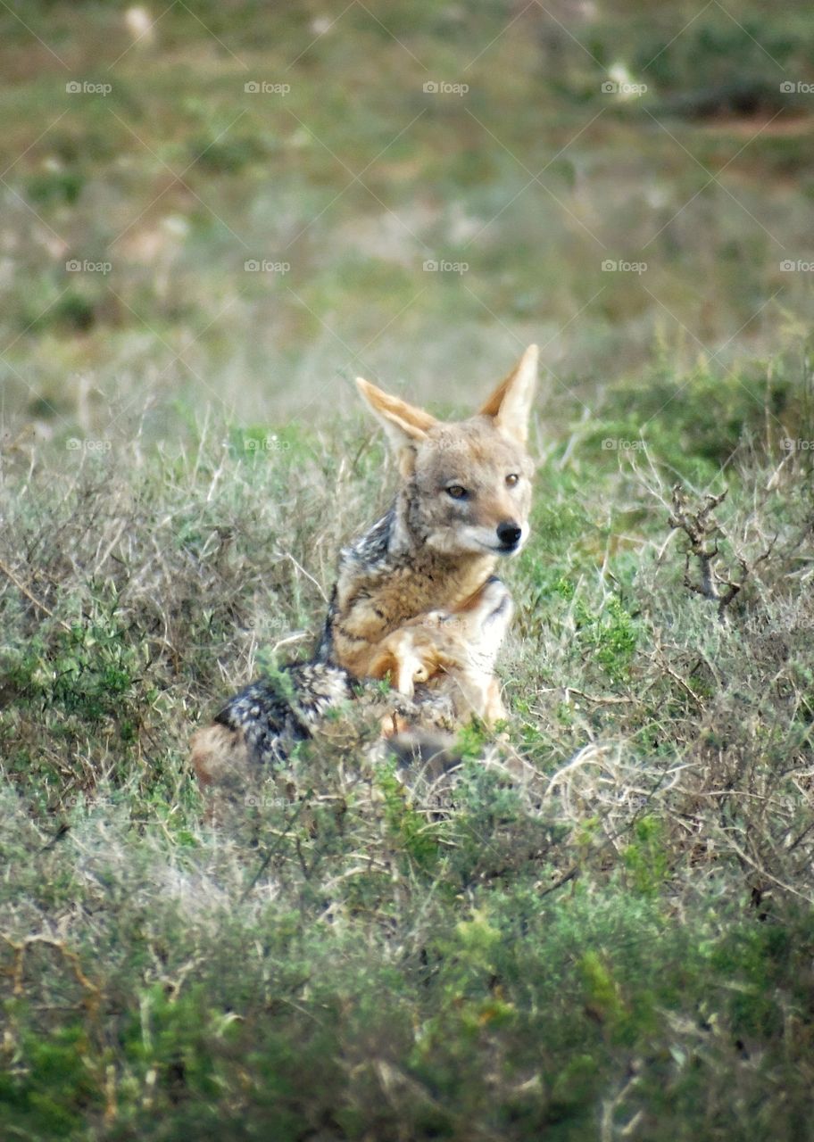 couple of back spotted jackal in love