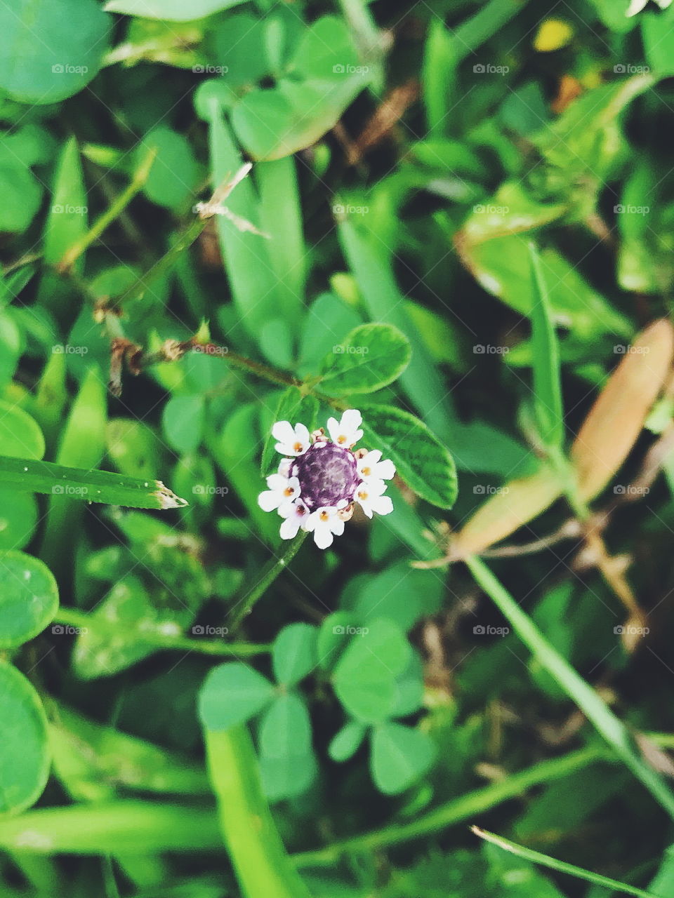 Small flower