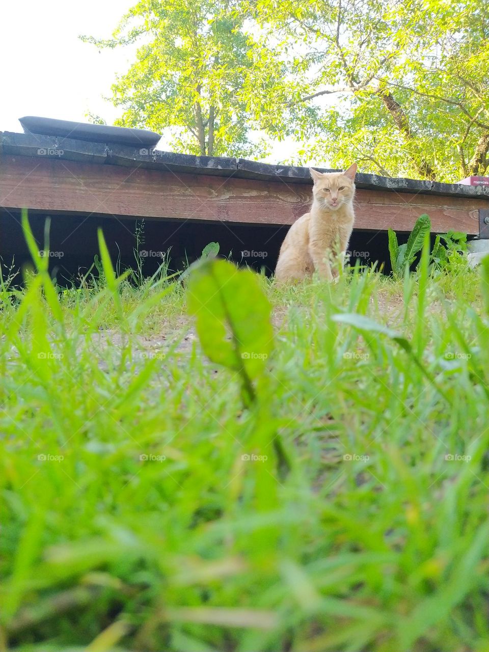 Red yard, not purebred cat in the green grass, in nature.