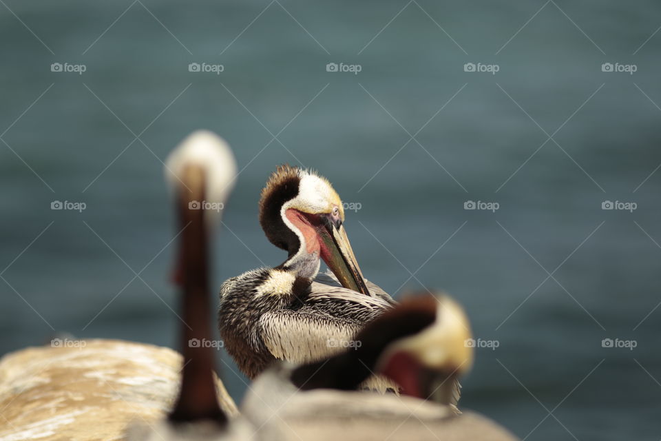 Brown pelican