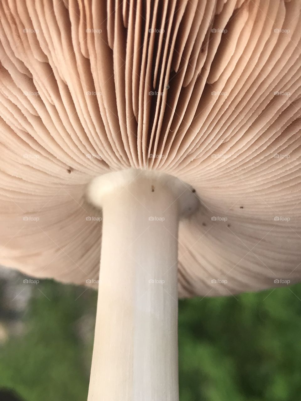 Mushroom 