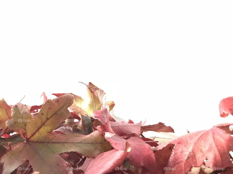 Colorful fall leaves closeup with open white space