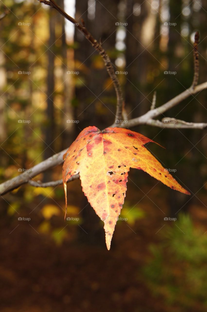 Maple leaf on branch