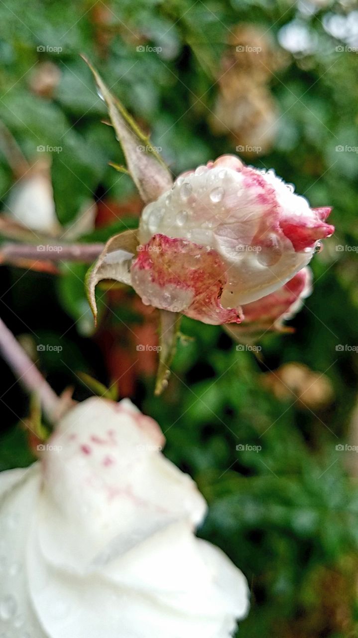 rosey dew