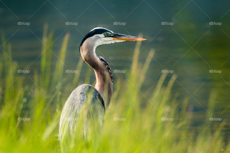 Great Blue Heron