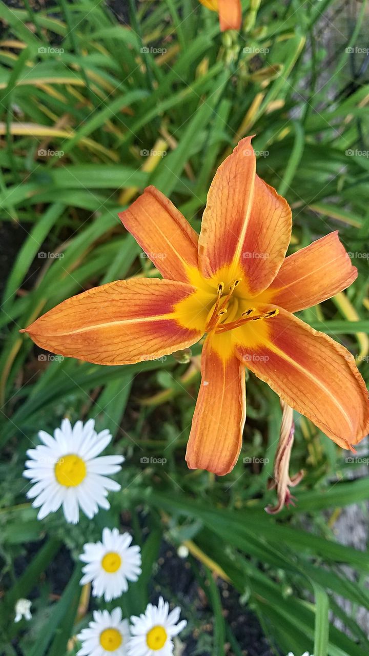 orange day lily