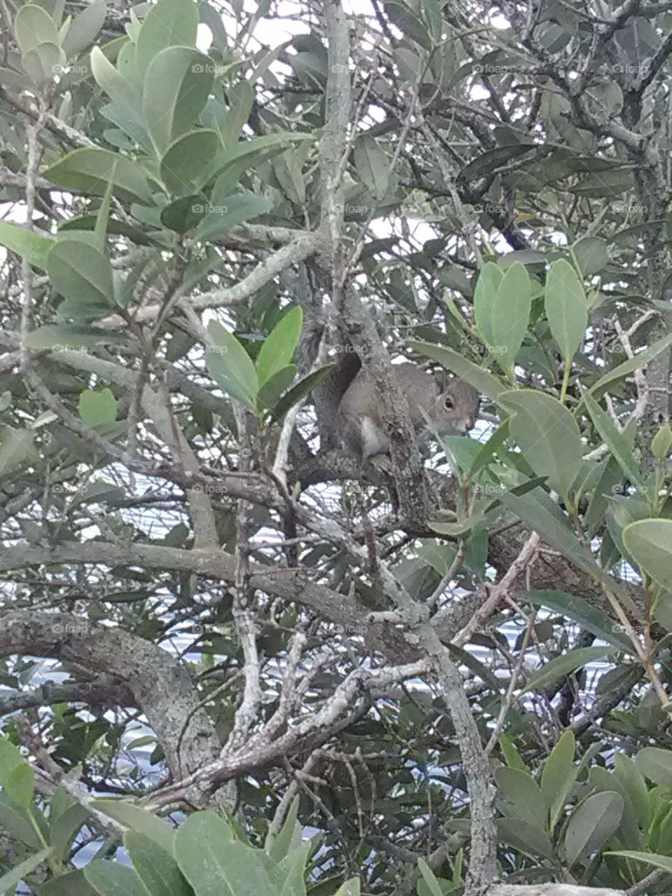 squirrel at Ballast Point Park in Tampa FL