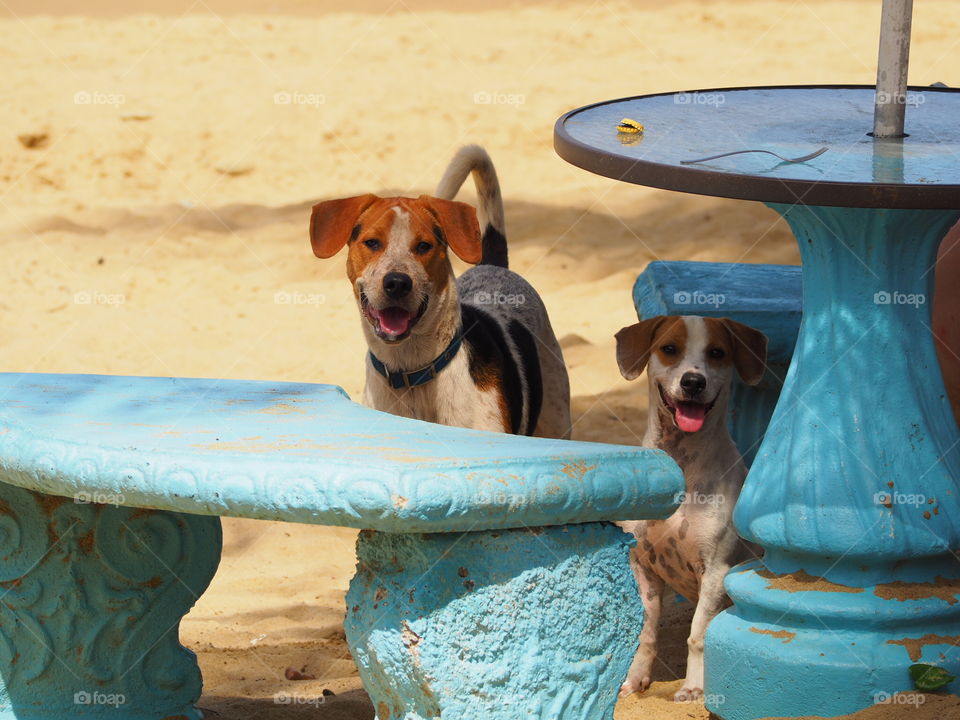 Cute, Dog, No Person, Fun, Little