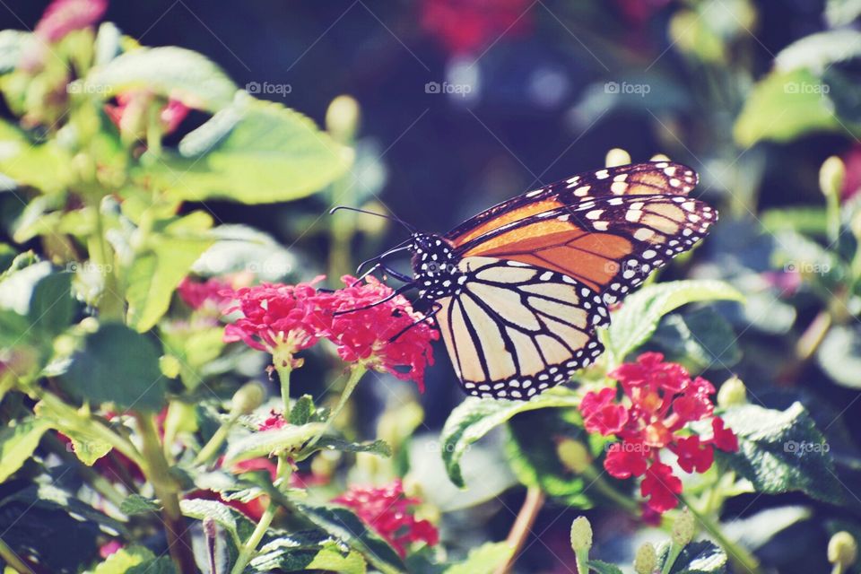 Monarch Butterfly 