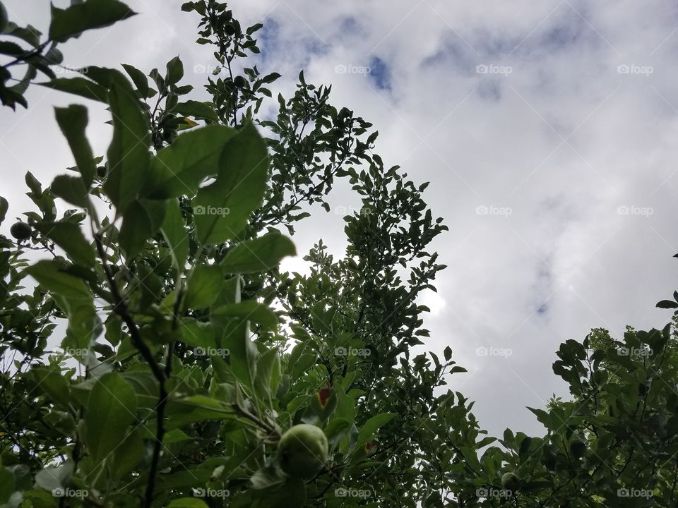 Crop with budding fruit