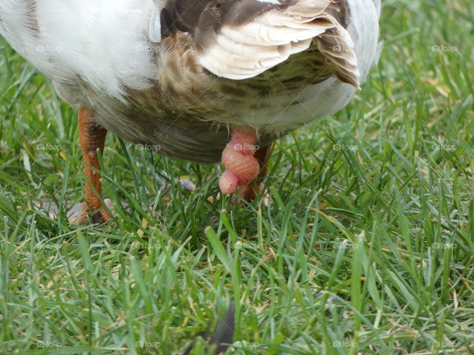 A duck penis 