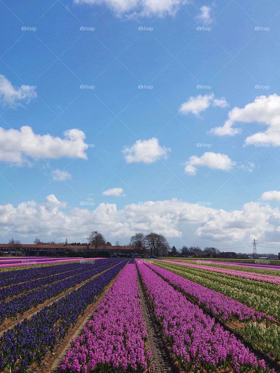 triangle flowerfield