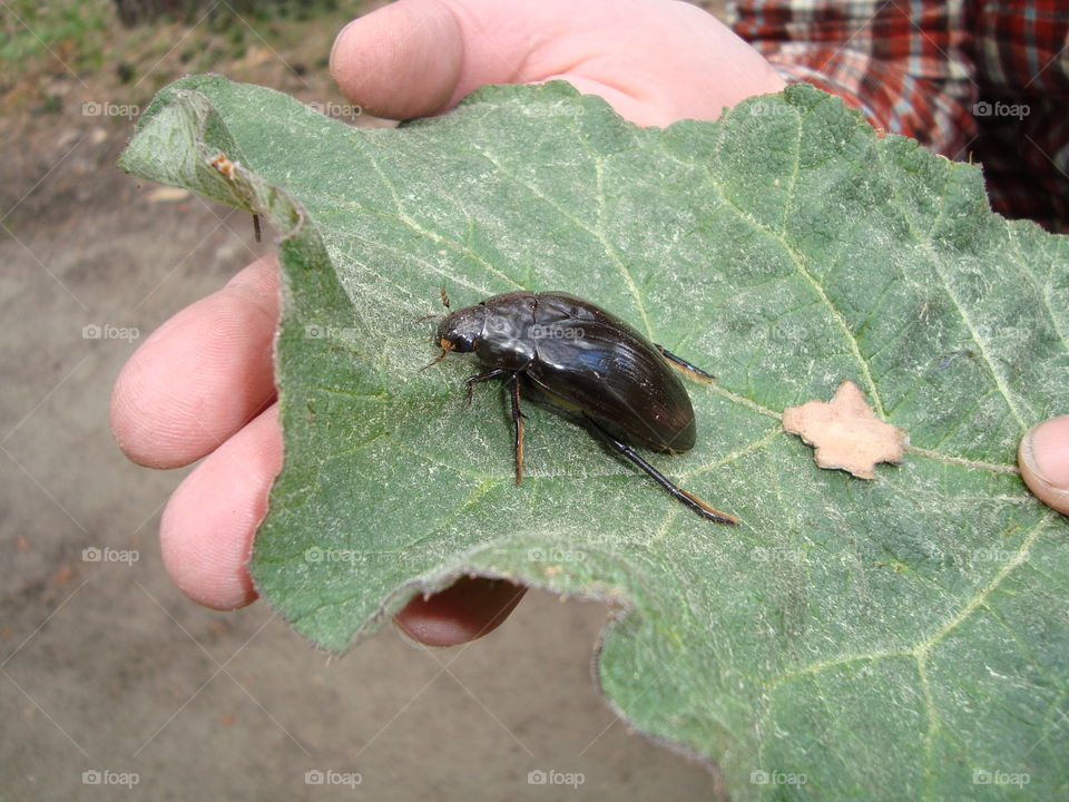 A large beetle water beetles
