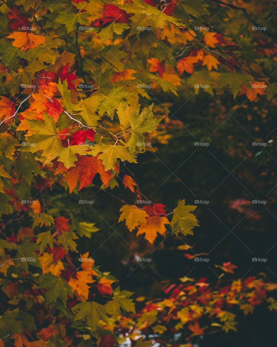 Beautiful multi colored maple leaves