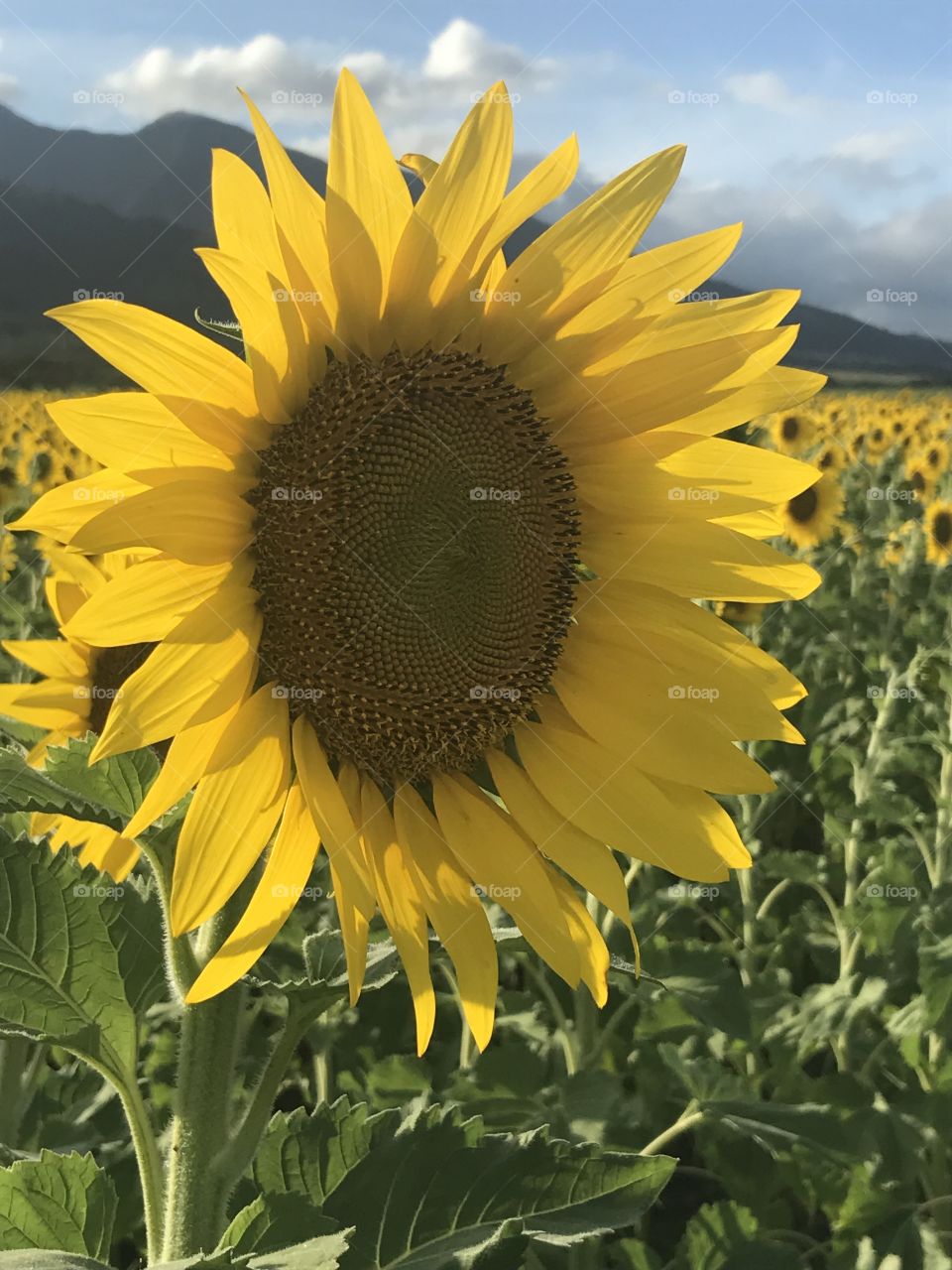 Up close Sunflower photo