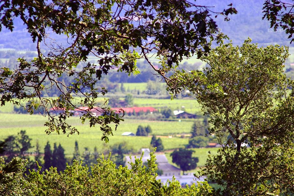 Landscape of Napa Valley