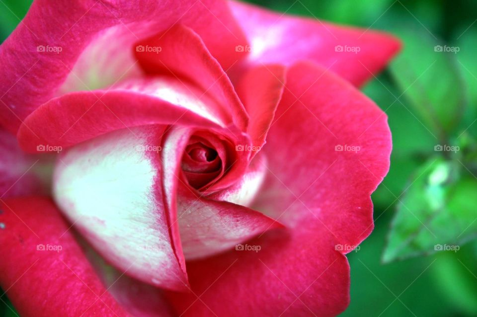 Pink rose in summer 