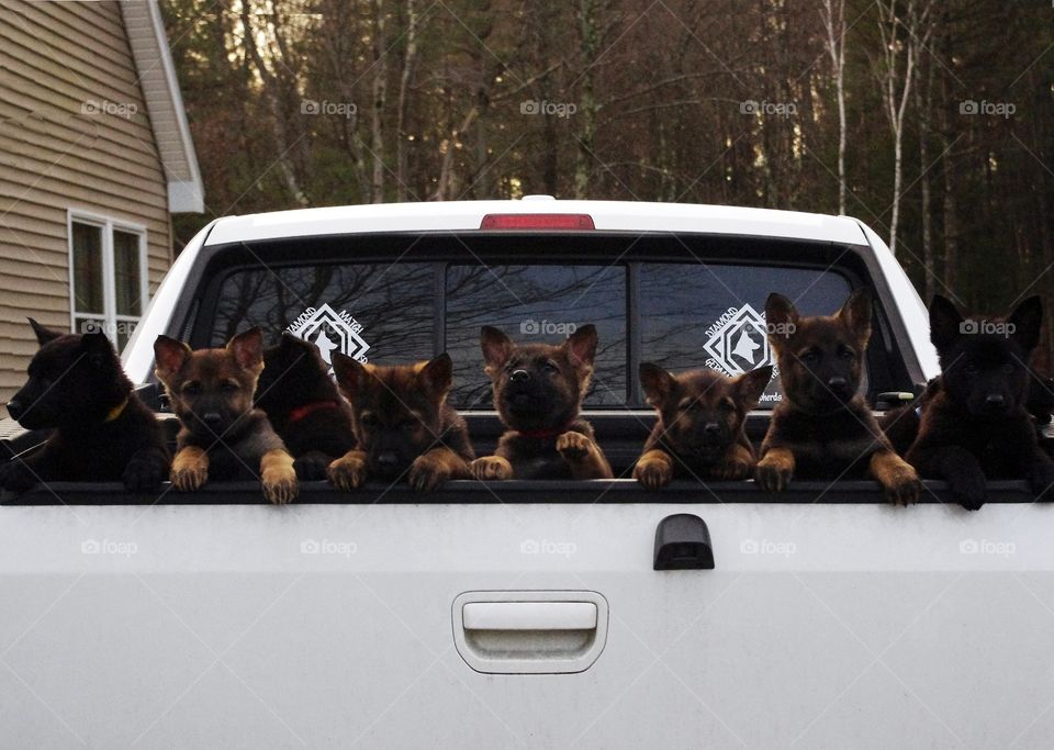 Pack of pups