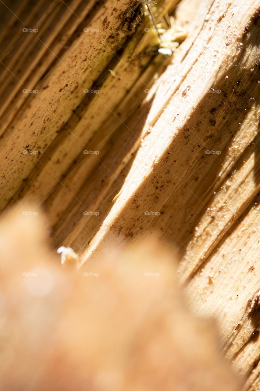 Wood surface close up background nature therapy amazing wildlife beautiful nature beings colorful eye-catching trippy psychedelic minimalist trees