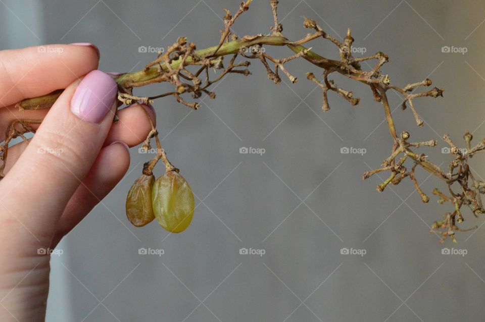 The girl is holding a bunch of ripe rotten grapes in her hand