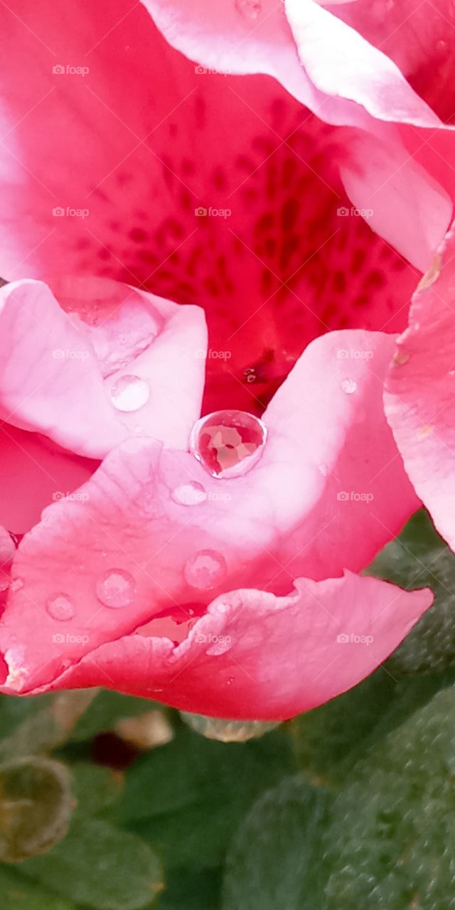 the rain drops on top of flowers petals