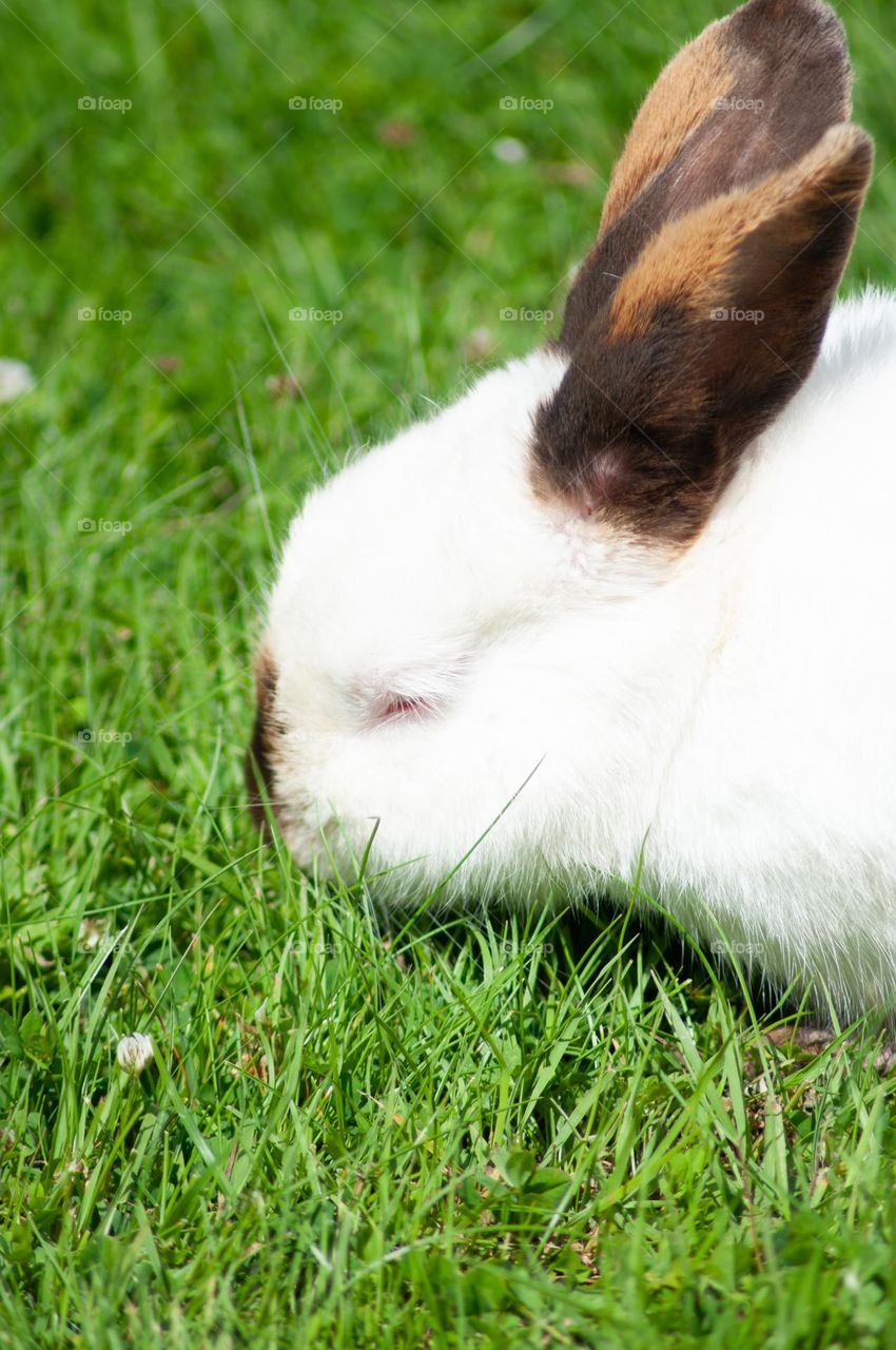 white rabbit with black ears nibbles green grass in the park, year of the rabbit 2023, easter bunny