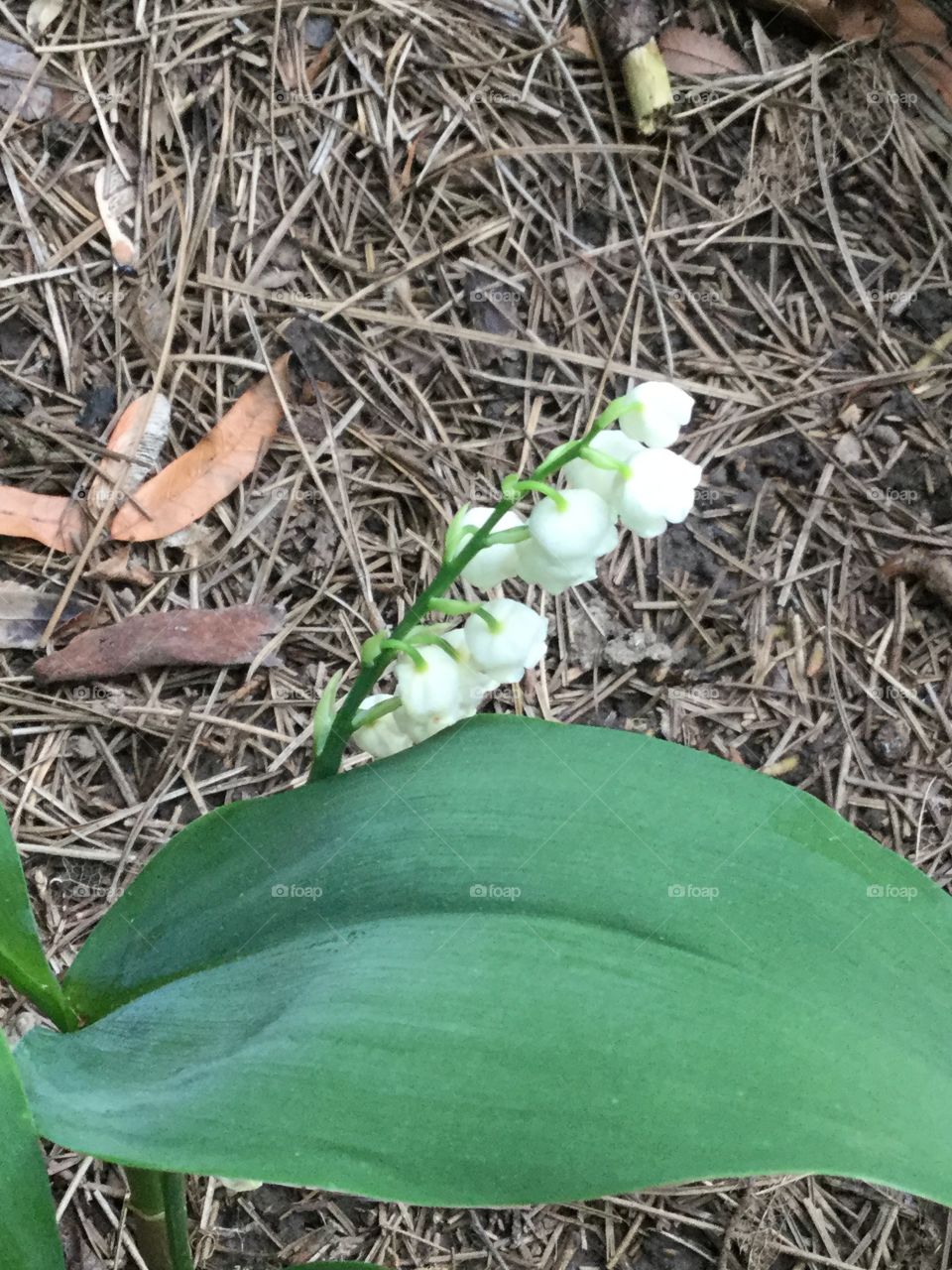 Lily of the valley