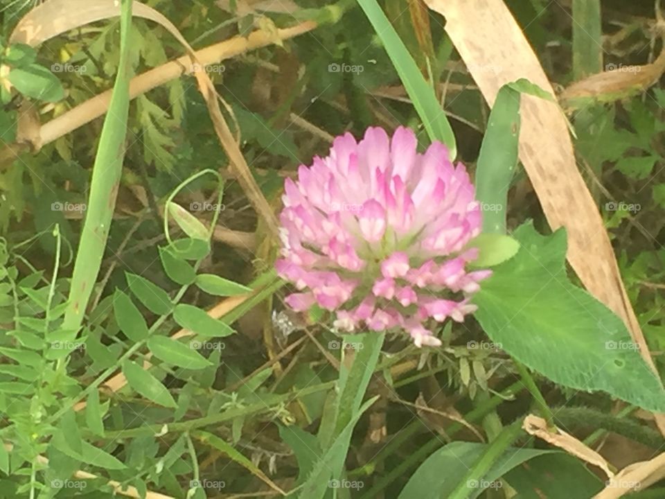 Clover flower