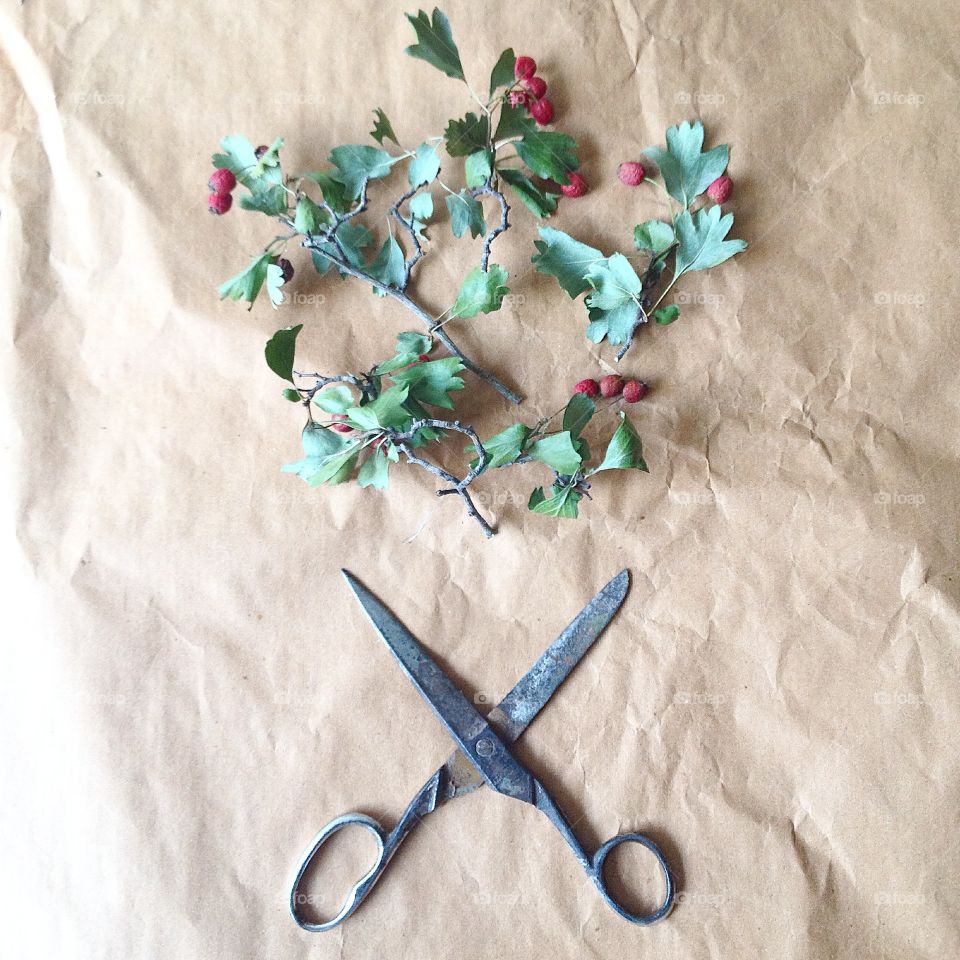 Scissors and flowers