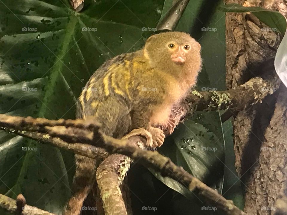 Smallest monkey 