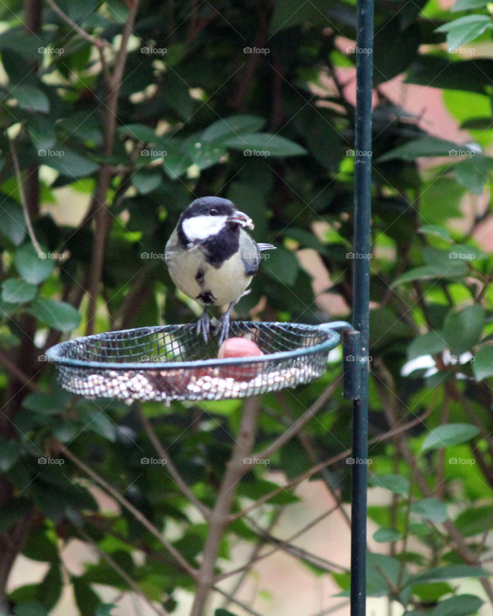 Great Tit