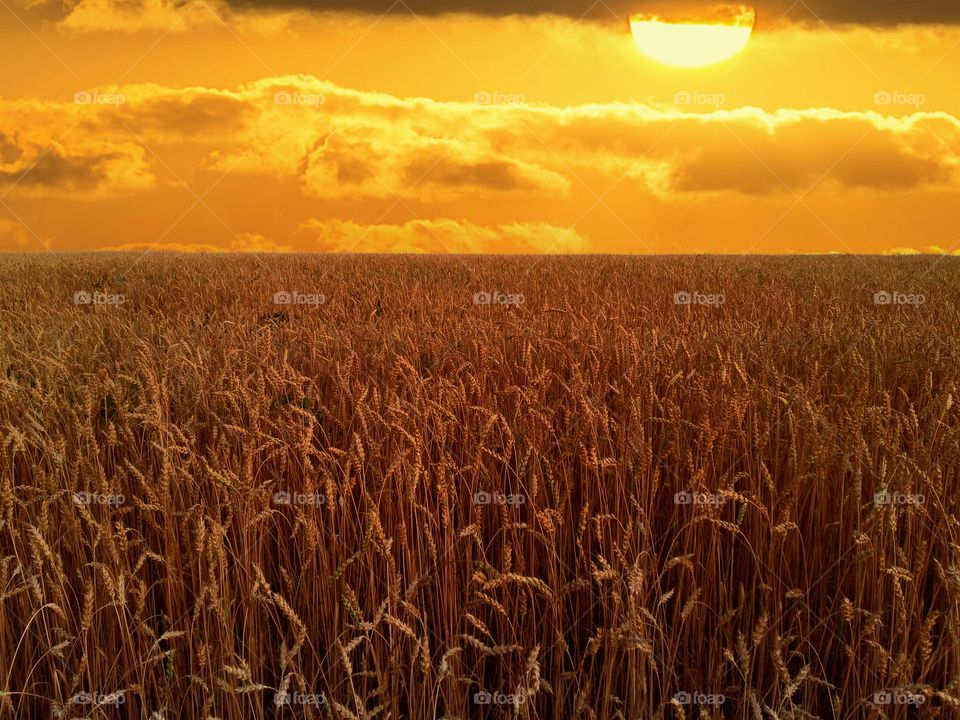 Wheat field. sun and sky