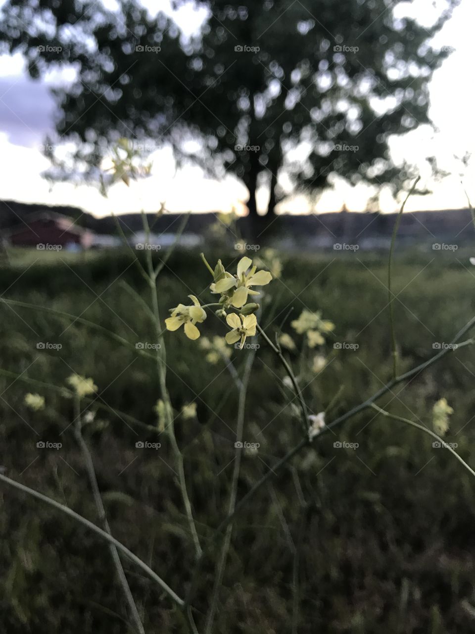 Flowers in the sunset. 